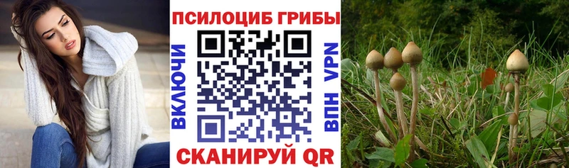 где найти наркотики  Мытищи  блэк спрут ССЫЛКА  Галлюциногенные грибы Magic Shrooms 